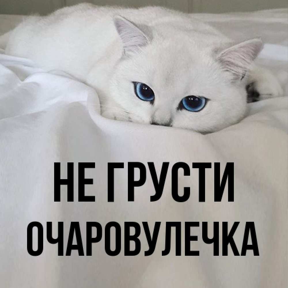 Открытка на каждый день с именем, Очаpовулечка Не грусти Голубоглазая кошка Прикольная открытка с пожеланием онлайн скачать бесплатно 