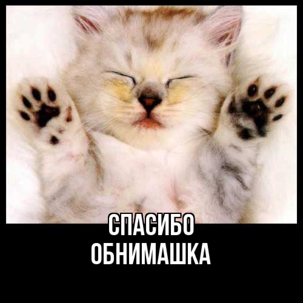 Открытка на каждый день с именем, обнимашка Спасибо маленький котенок Прикольная открытка с пожеланием онлайн скачать бесплатно 