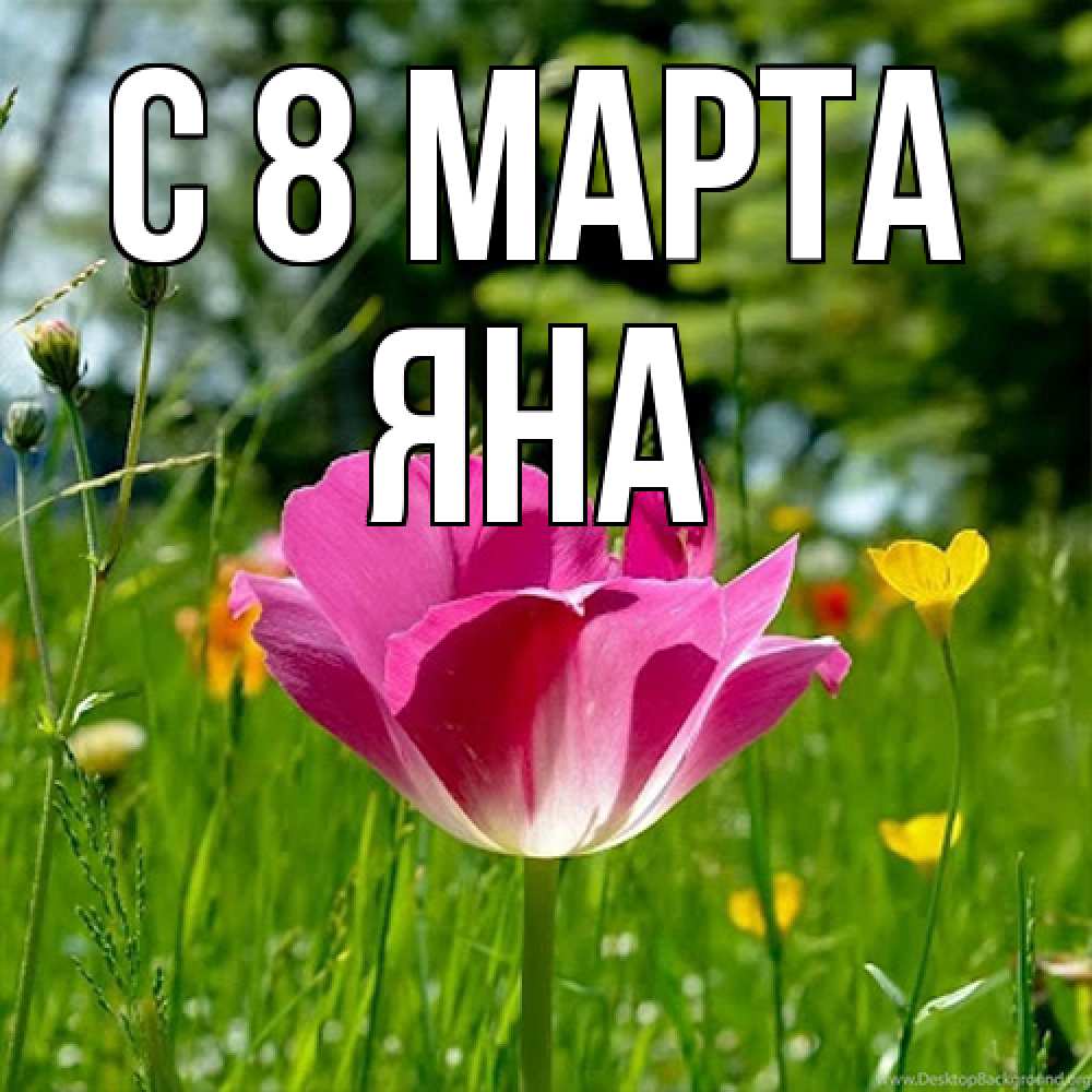 Открытка на каждый день с именем, Яна C 8 МАРТА полевые цветы Прикольная открытка с пожеланием онлайн скачать бесплатно 