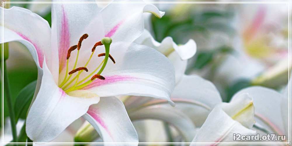 Открытка на каждый день с именем, надежная С днем рождения открытка с белой лилией Прикольная открытка с пожеланием онлайн скачать бесплатно 