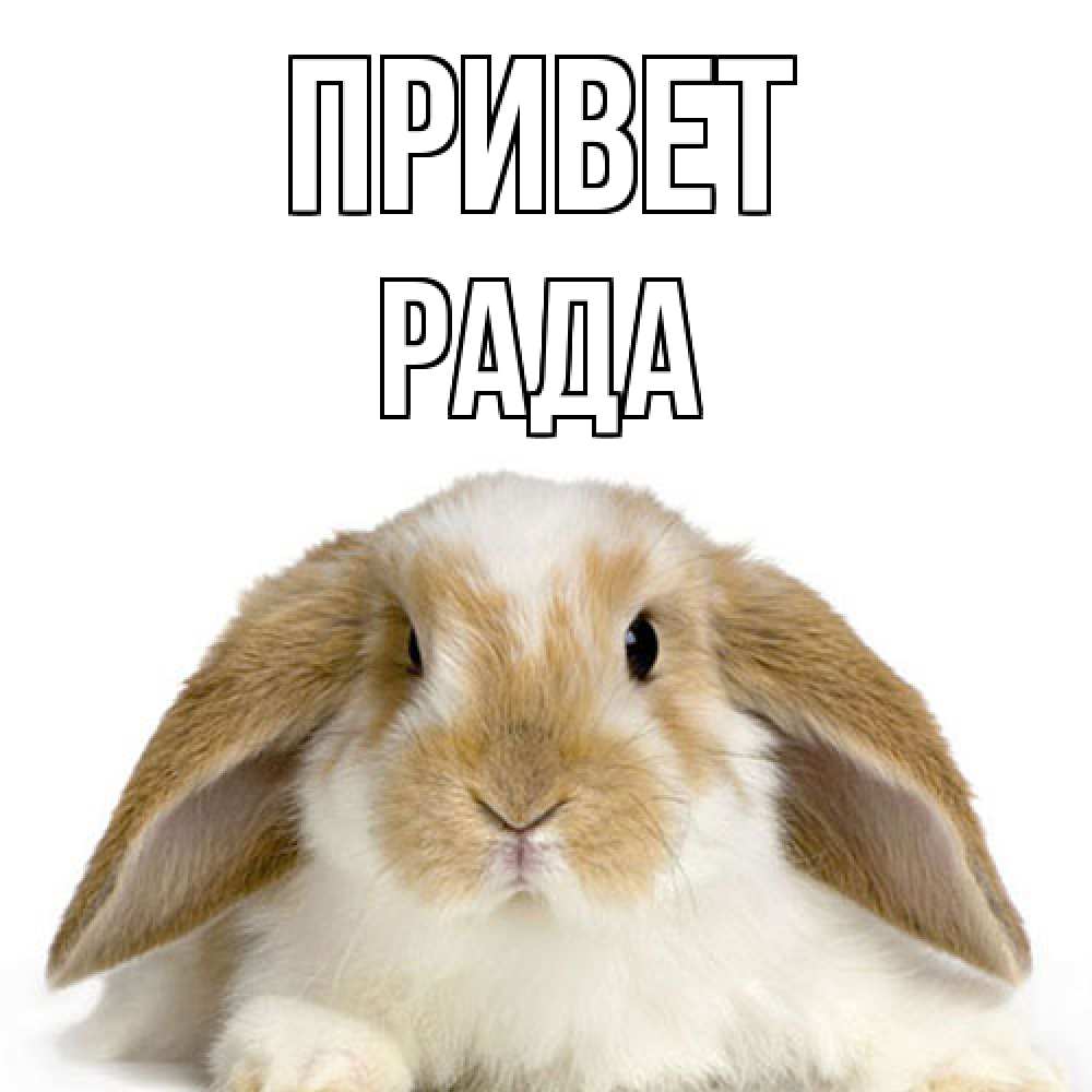 Открытка на каждый день с именем, Рада Привет с животными Прикольная открытка с пожеланием онлайн скачать бесплатно 