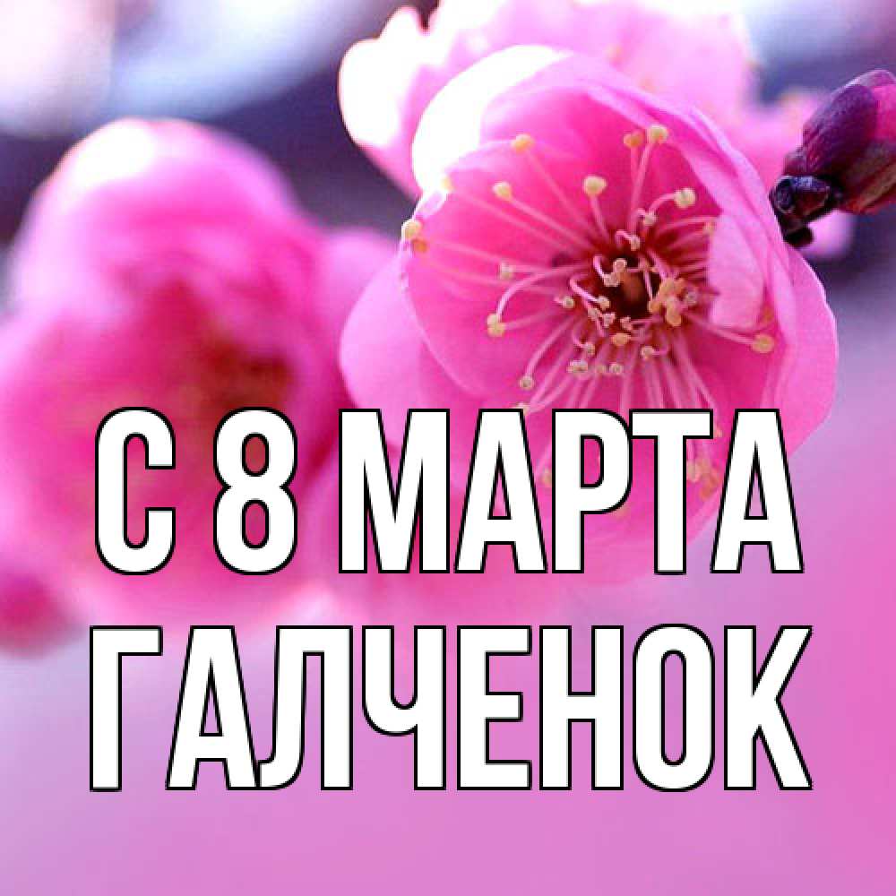 Открытка на каждый день с именем, Галченок C 8 МАРТА международный женский день Прикольная открытка с пожеланием онлайн скачать бесплатно 