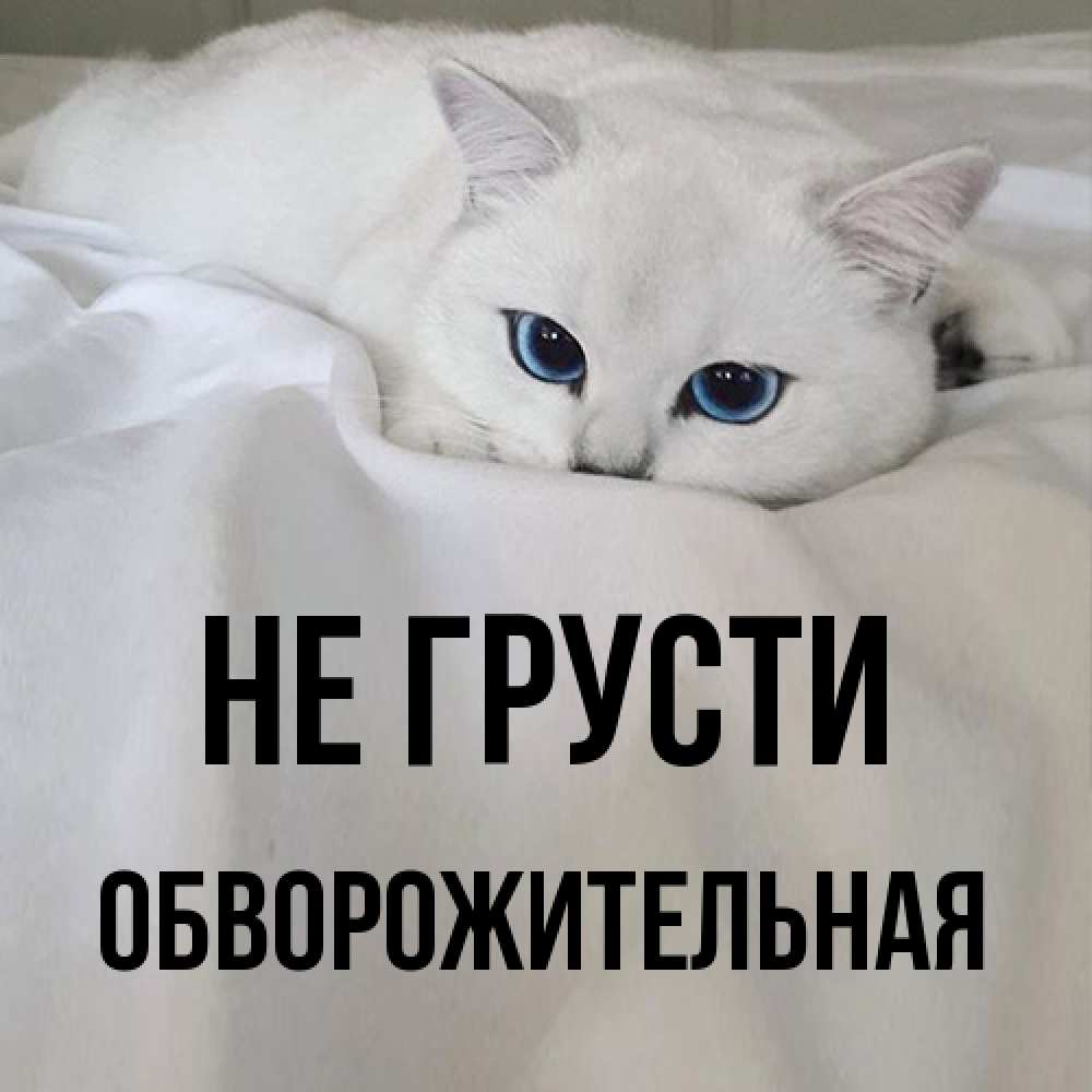Открытка на каждый день с именем, Обвоpожительная Не грусти Голубоглазая кошка Прикольная открытка с пожеланием онлайн скачать бесплатно 