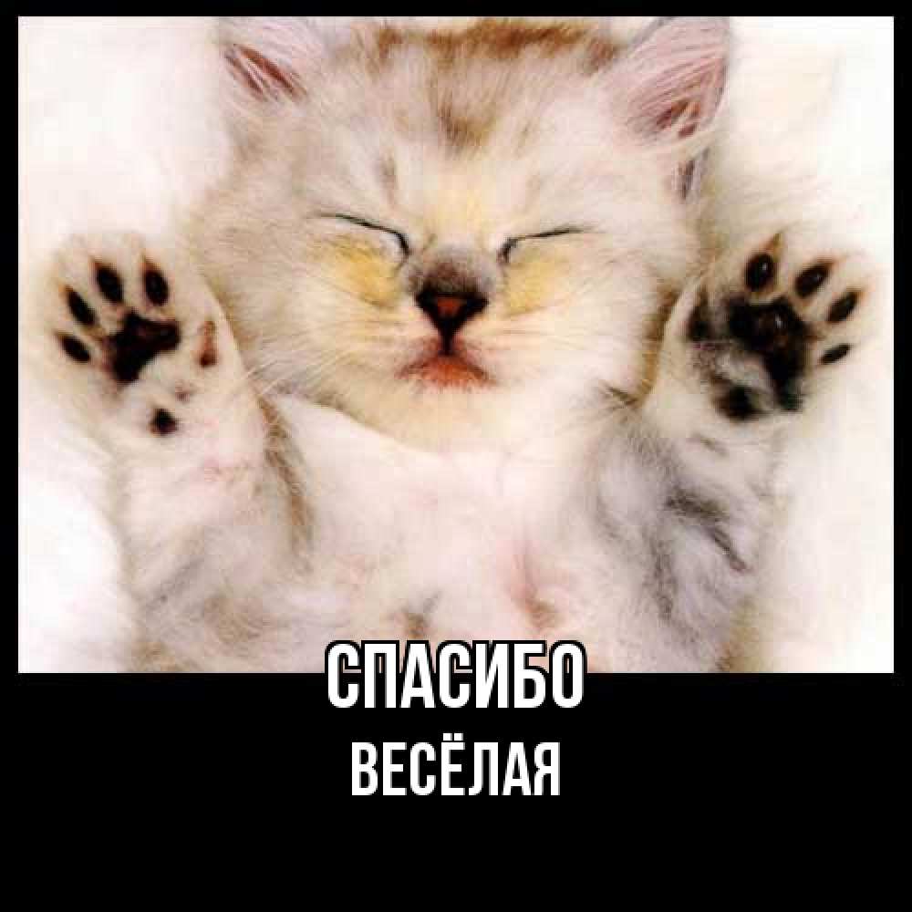Открытка на каждый день с именем, Весёлая Спасибо маленький котенок Прикольная открытка с пожеланием онлайн скачать бесплатно 