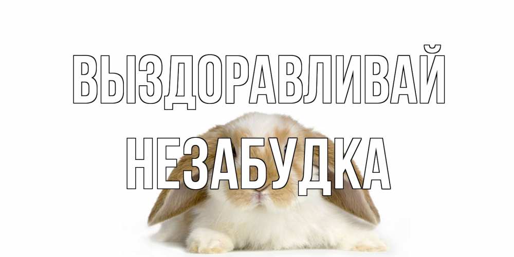 Открытка на каждый день с именем, Незабудка Выздоравливай вислоухий кролик белого и коричневого цвета Прикольная открытка с пожеланием онлайн скачать бесплатно 