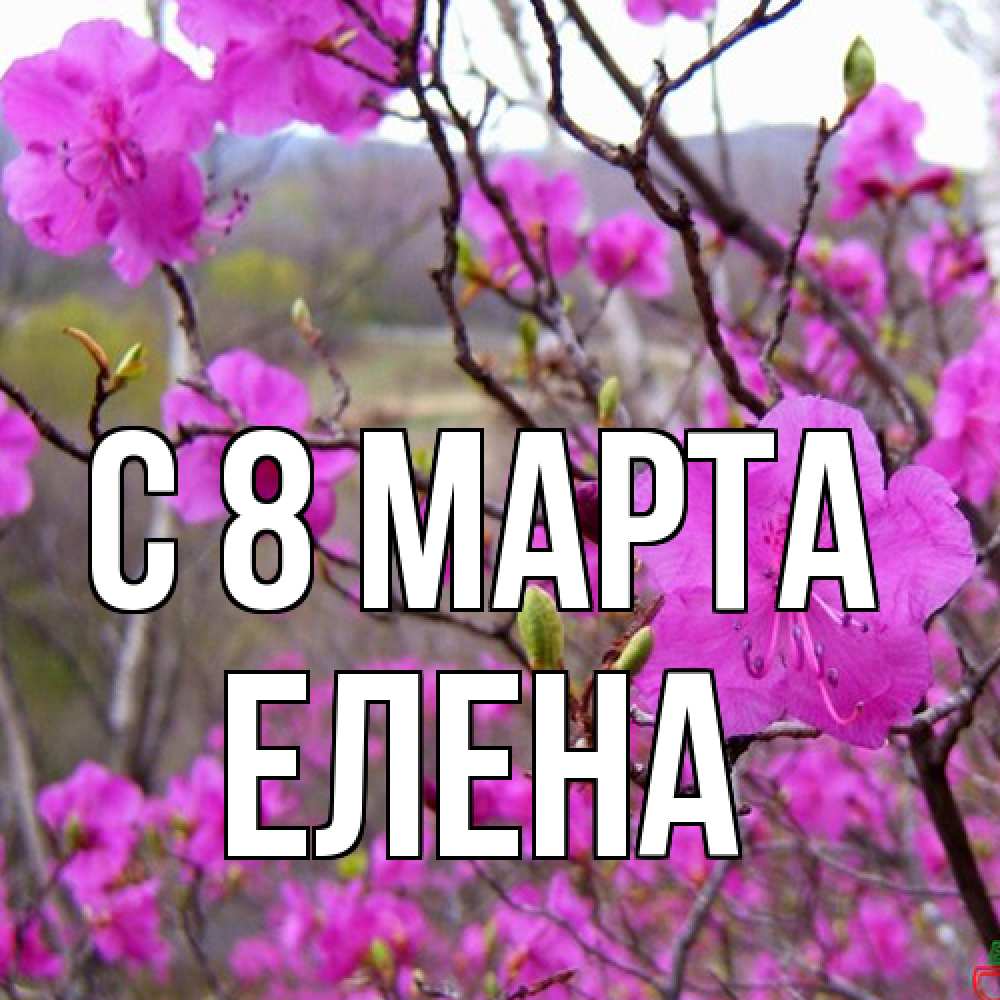 Открытка на каждый день с именем, Елена C 8 МАРТА международный женский день Прикольная открытка с пожеланием онлайн скачать бесплатно 