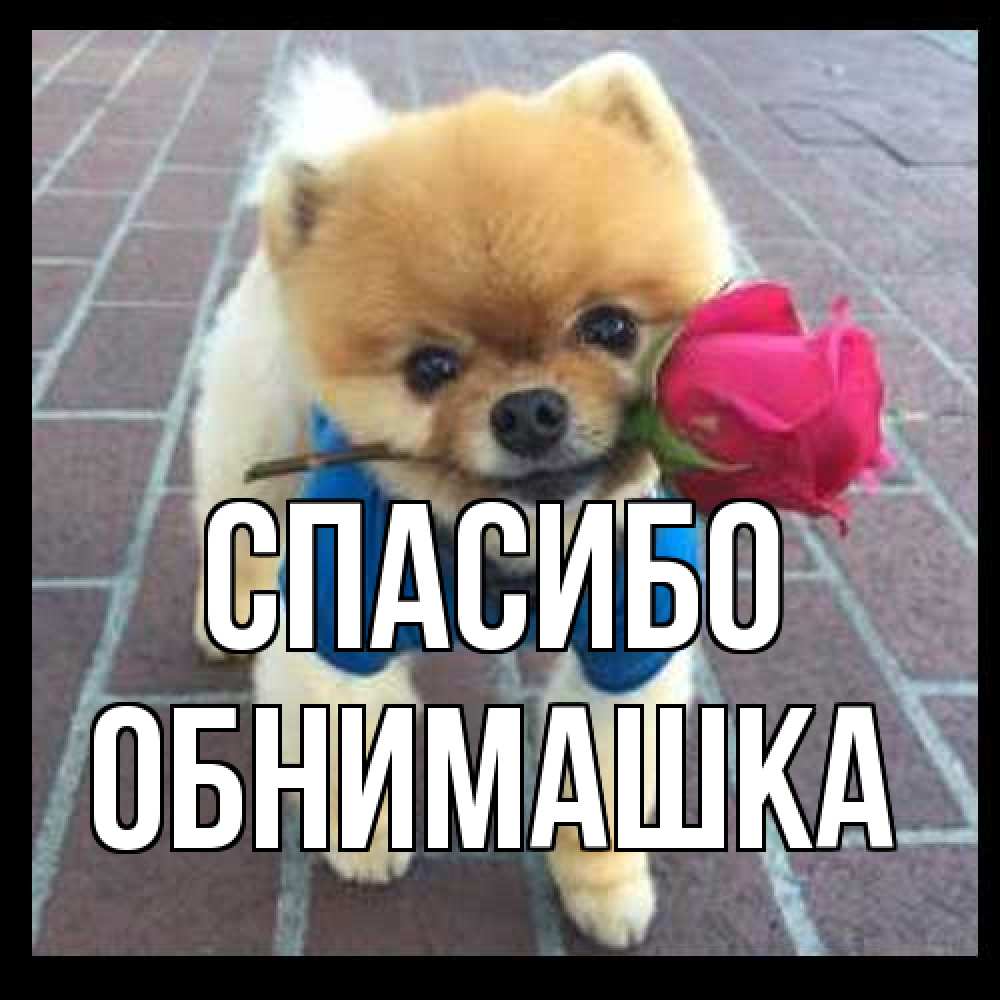 Открытка на каждый день с именем, обнимашка Спасибо спасибо и дарю тебе цветок Прикольная открытка с пожеланием онлайн скачать бесплатно 