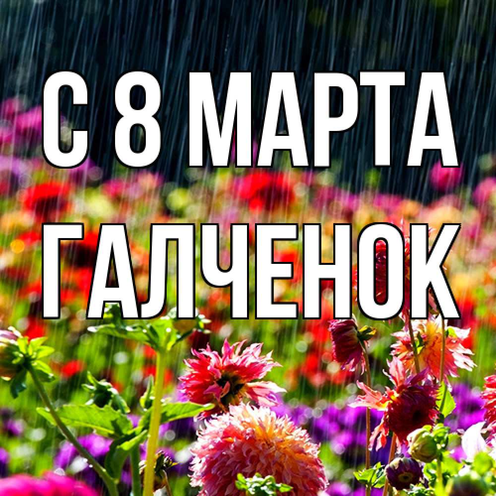 Открытка на каждый день с именем, Галченок C 8 МАРТА цветы под дождиком к международному женскому дню Прикольная открытка с пожеланием онлайн скачать бесплатно 