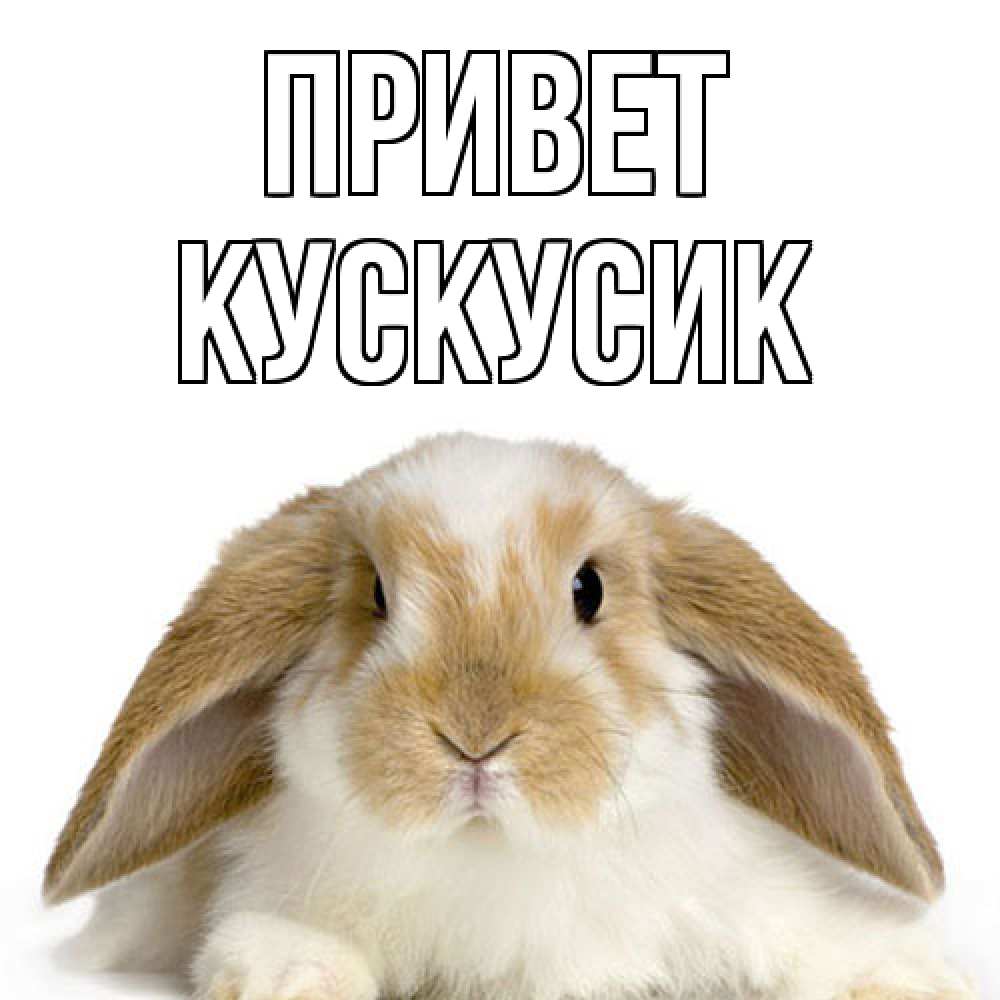 Открытка на каждый день с именем, кускусик Привет с животными Прикольная открытка с пожеланием онлайн скачать бесплатно 