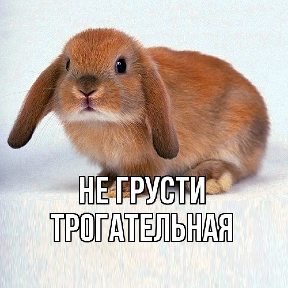 Открытка на каждый день с именем, Трогательная Не грусти рыжий зая Прикольная открытка с пожеланием онлайн скачать бесплатно 