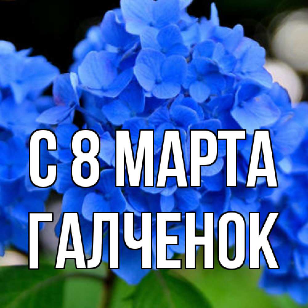 Открытка на каждый день с именем, Галченок C 8 МАРТА синие цветы Прикольная открытка с пожеланием онлайн скачать бесплатно 