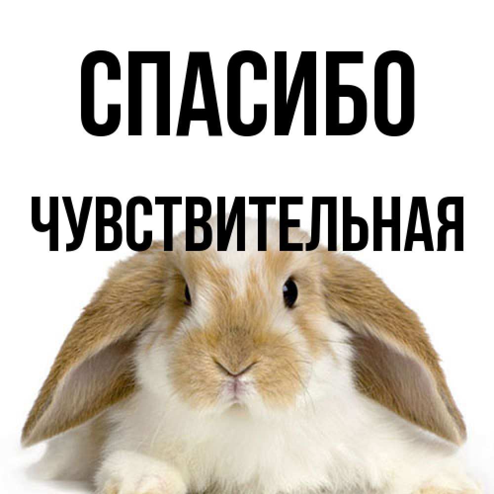 Открытка на каждый день с именем, Чувствительная Спасибо коричнево белый заяц Прикольная открытка с пожеланием онлайн скачать бесплатно 