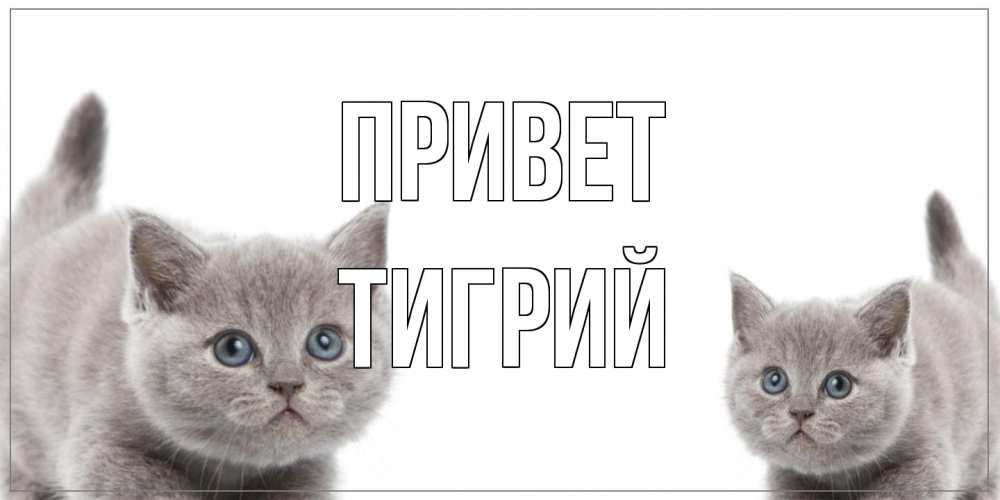 Открытка на каждый день с именем, Тигрий Привет коты Прикольная открытка с пожеланием онлайн скачать бесплатно 