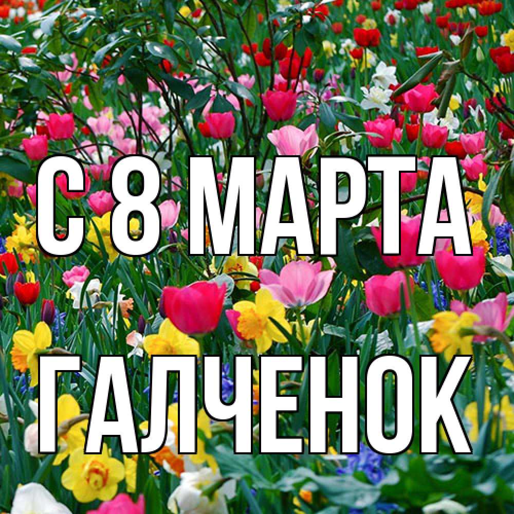 Открытка на каждый день с именем, Галченок C 8 МАРТА с международным женским днем поздравления для женщины Прикольная открытка с пожеланием онлайн скачать бесплатно 