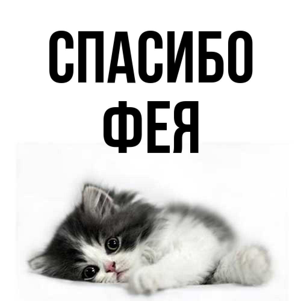 Открытка на каждый день с именем, фея Спасибо черный и белый кот Прикольная открытка с пожеланием онлайн скачать бесплатно 