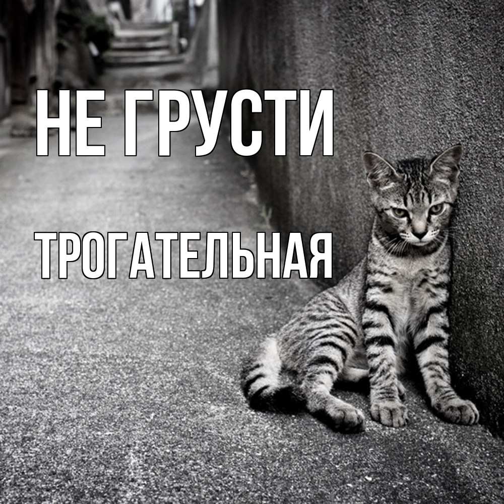 Открытка на каждый день с именем, Трогательная Не грусти скучающий котик Прикольная открытка с пожеланием онлайн скачать бесплатно 