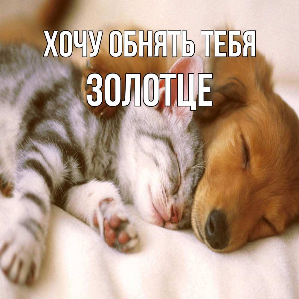 Открытка на каждый день с именем, Золотце Хочу обнять тебя пес и котенок Прикольная открытка с пожеланием онлайн скачать бесплатно 