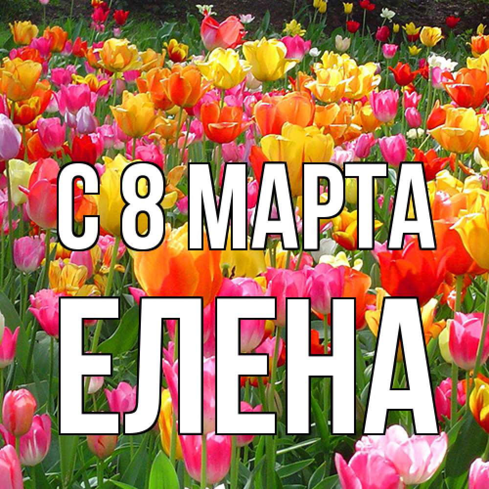 Открытка на каждый день с именем, Елена C 8 МАРТА на международный женский день Прикольная открытка с пожеланием онлайн скачать бесплатно 