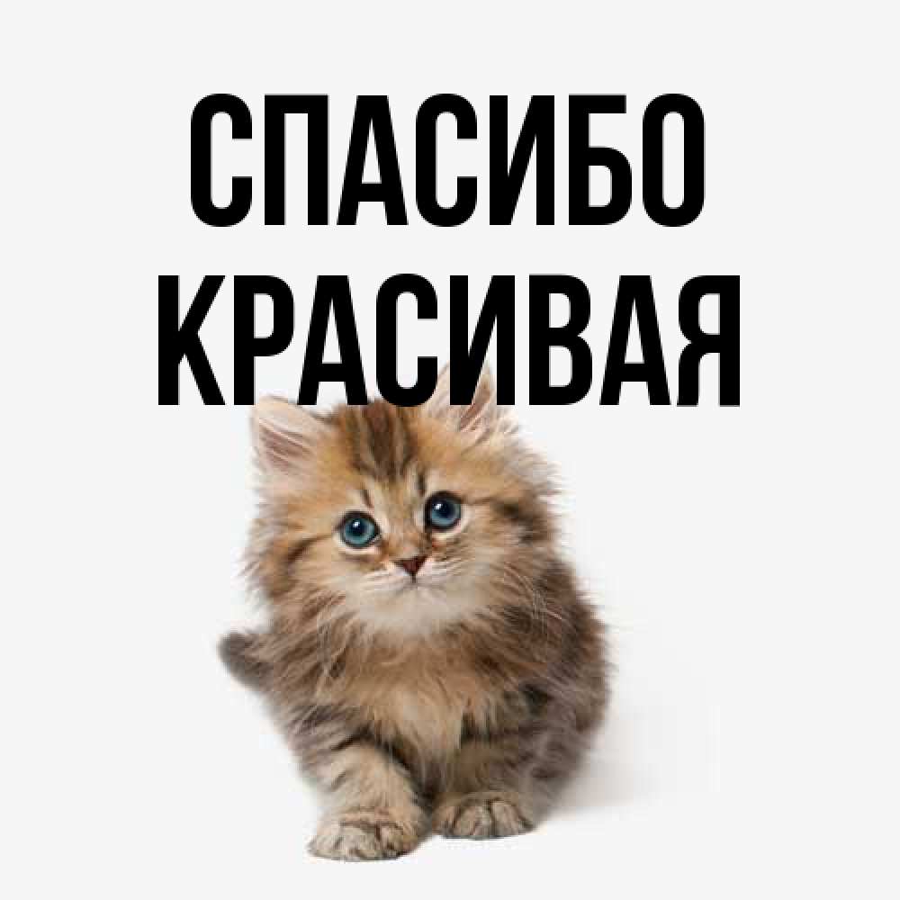 Открытка на каждый день с именем, Красивая Спасибо пушистый котик Прикольная открытка с пожеланием онлайн скачать бесплатно 
