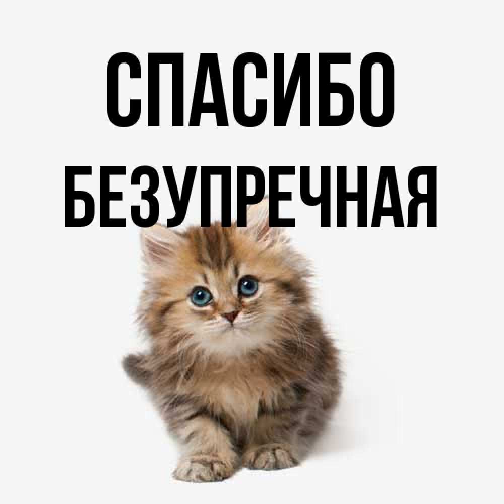 Открытка на каждый день с именем, Безупречная Спасибо пушистый котик Прикольная открытка с пожеланием онлайн скачать бесплатно 