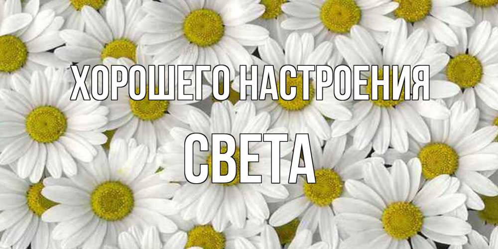 Открытка на каждый день с именем, Света Хорошего настроения поляна ромашек Прикольная открытка с пожеланием онлайн скачать бесплатно 