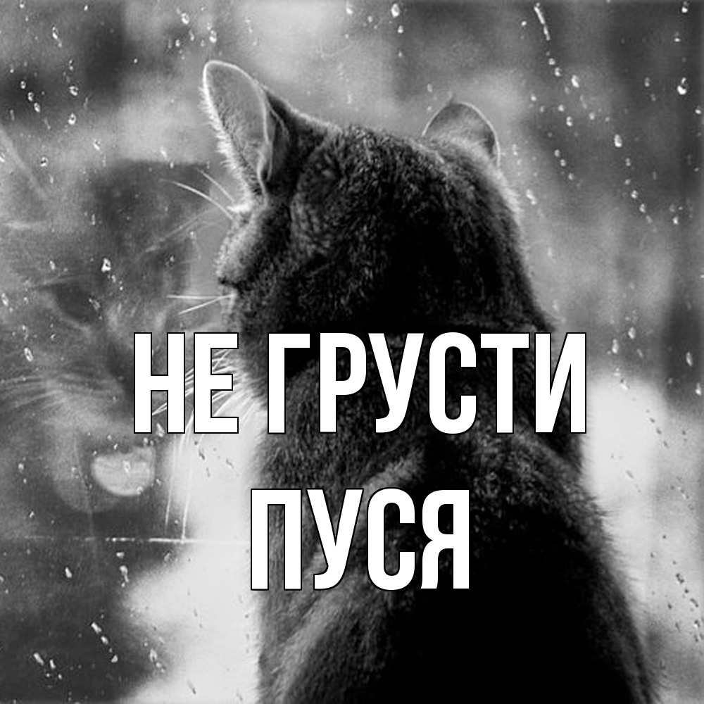 Открытка на каждый день с именем, Пуся Не грусти отражение кота 1 Прикольная открытка с пожеланием онлайн скачать бесплатно 