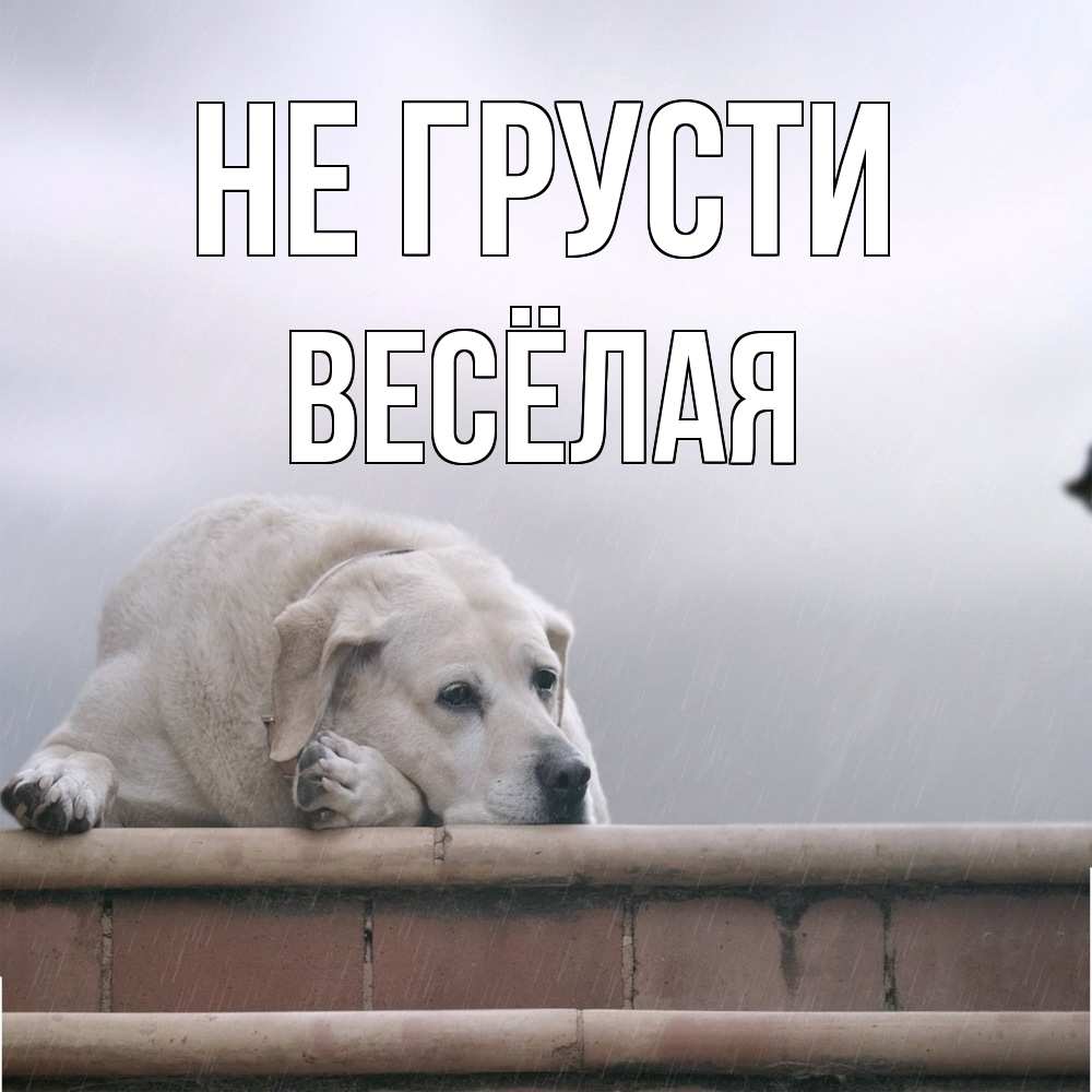 Открытка на каждый день с именем, Весёлая Не грусти белый пес 1 Прикольная открытка с пожеланием онлайн скачать бесплатно 