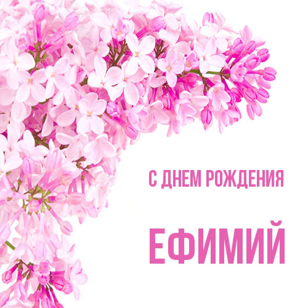 Открытка на каждый день с именем, Ефимий С днем рождения Сирень на белом фоне Прикольная открытка с пожеланием онлайн скачать бесплатно 