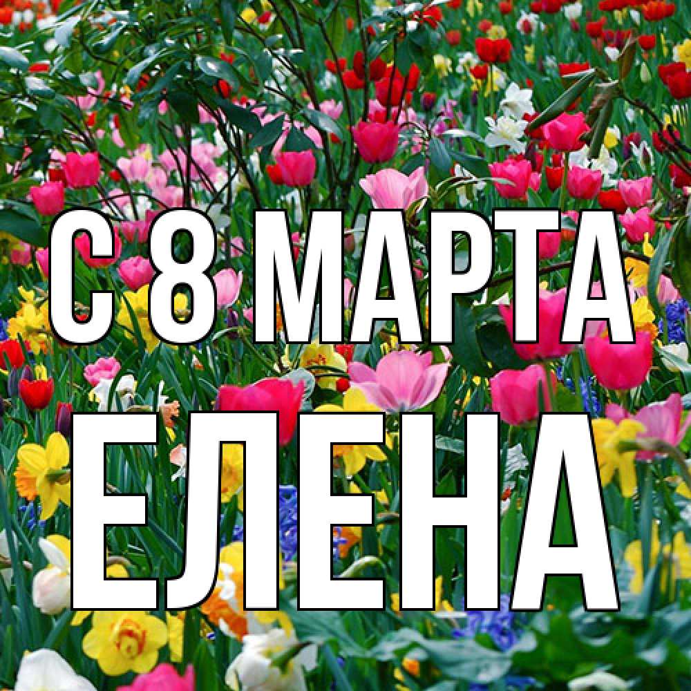 Открытка на каждый день с именем, Елена C 8 МАРТА с международным женским днем поздравления для женщины Прикольная открытка с пожеланием онлайн скачать бесплатно 