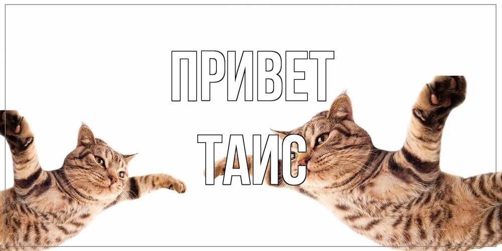 Открытка на каждый день с именем, Таис Привет кот Прикольная открытка с пожеланием онлайн скачать бесплатно 