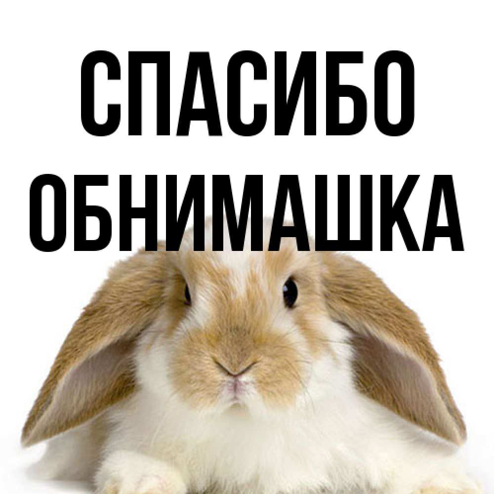 Открытка на каждый день с именем, обнимашка Спасибо коричнево белый заяц Прикольная открытка с пожеланием онлайн скачать бесплатно 