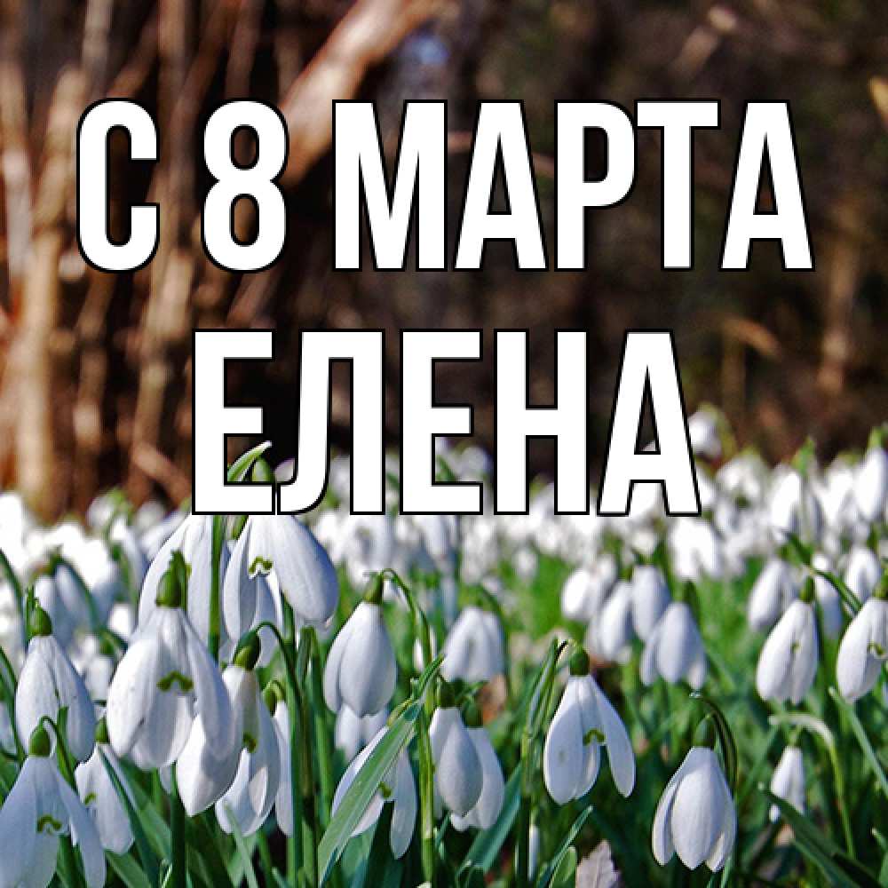 Открытка на каждый день с именем, Елена C 8 МАРТА с подснежниками 1 Прикольная открытка с пожеланием онлайн скачать бесплатно 