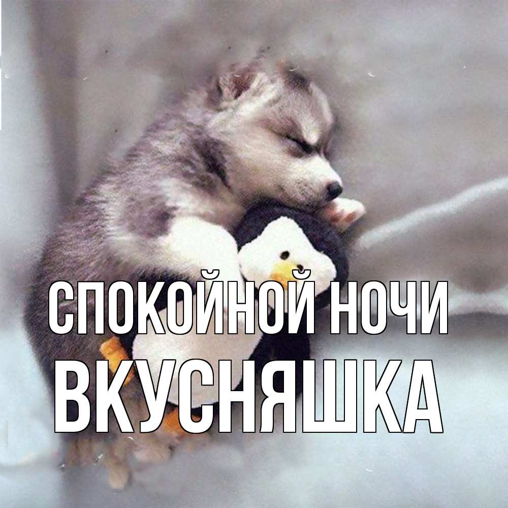 Открытка на каждый день с именем, Вкусняшка Спокойной ночи обнимашки щенка и пингвина Прикольная открытка с пожеланием онлайн скачать бесплатно 