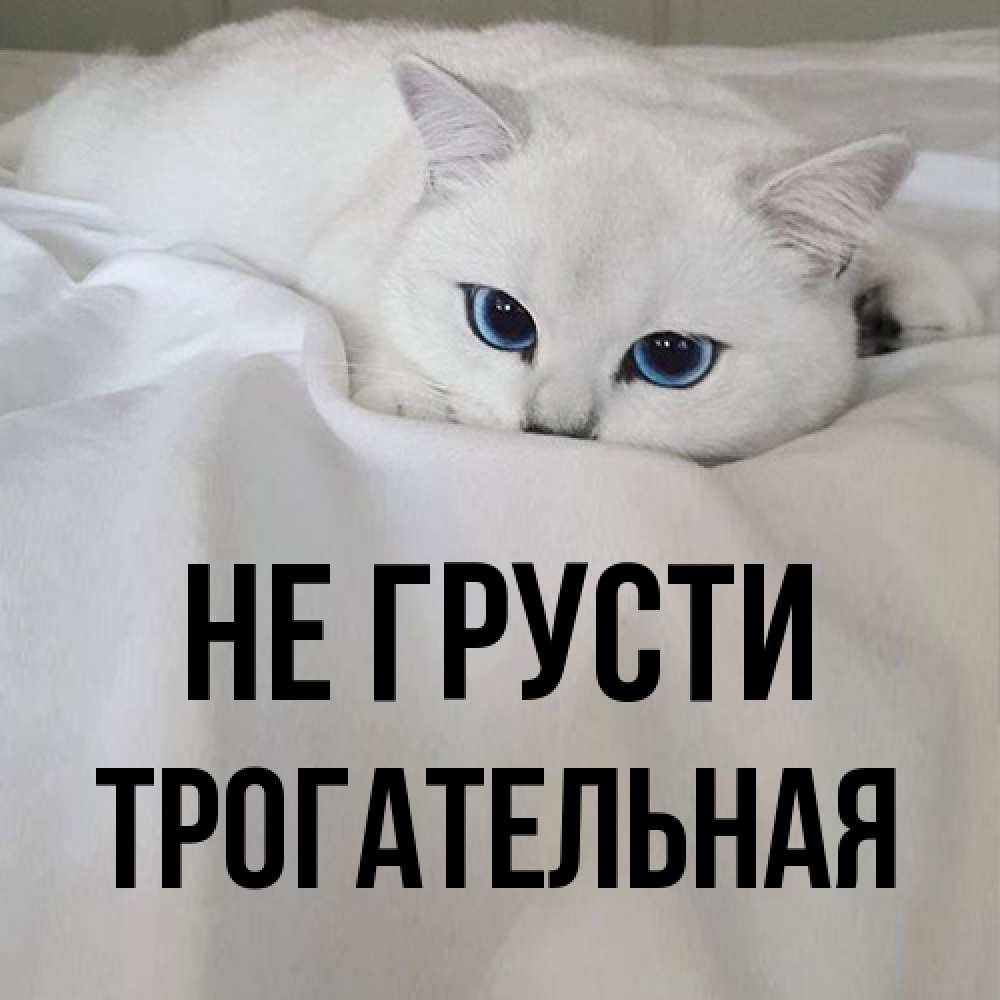 Открытка на каждый день с именем, Трогательная Не грусти Голубоглазая кошка Прикольная открытка с пожеланием онлайн скачать бесплатно 