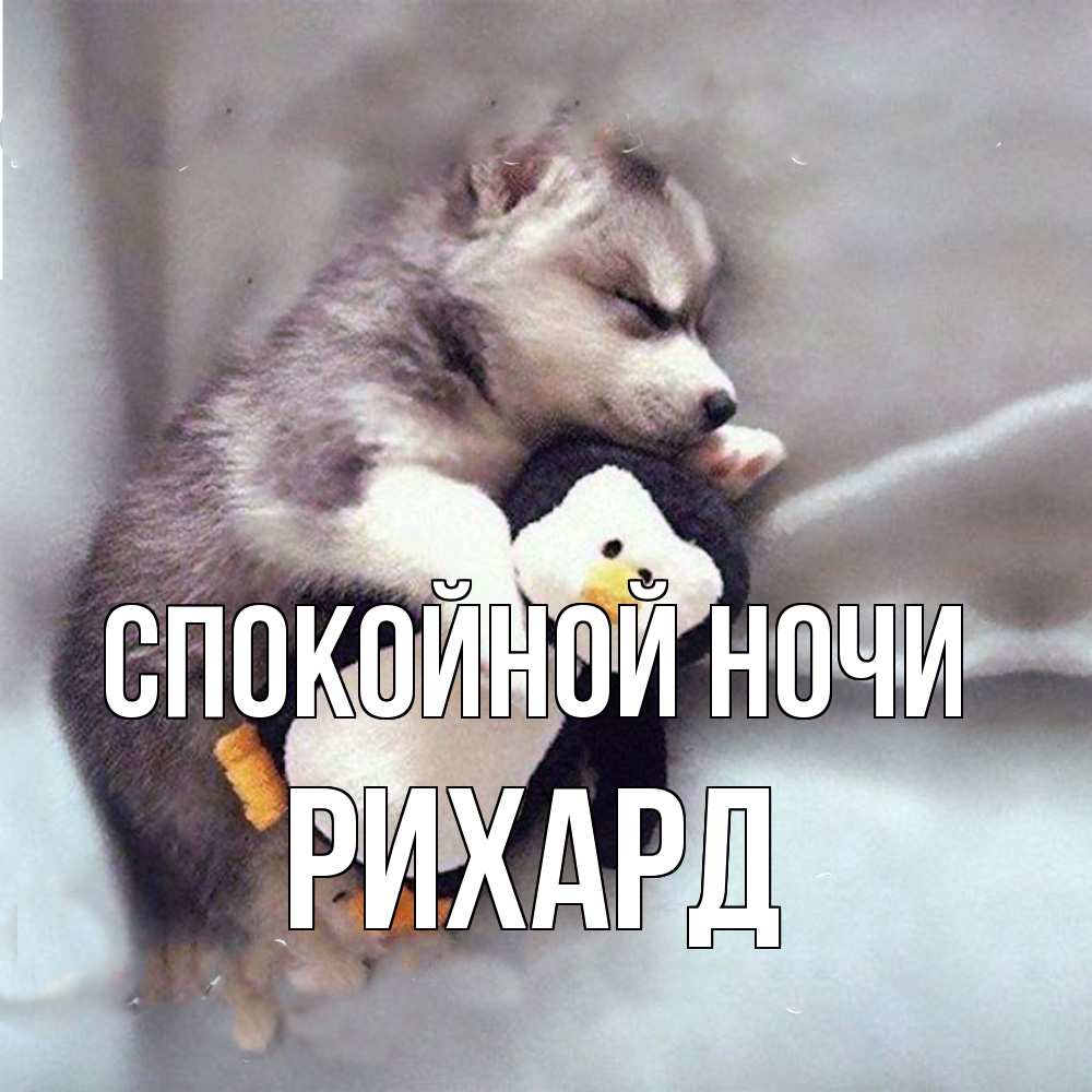 Открытка на каждый день с именем, Рихард Спокойной ночи обнимашки щенка и пингвина Прикольная открытка с пожеланием онлайн скачать бесплатно 