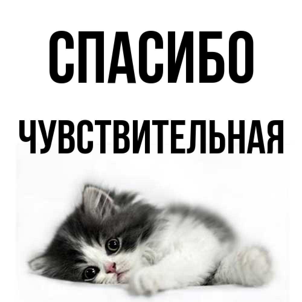 Открытка на каждый день с именем, Чувствительная Спасибо черный и белый кот Прикольная открытка с пожеланием онлайн скачать бесплатно 
