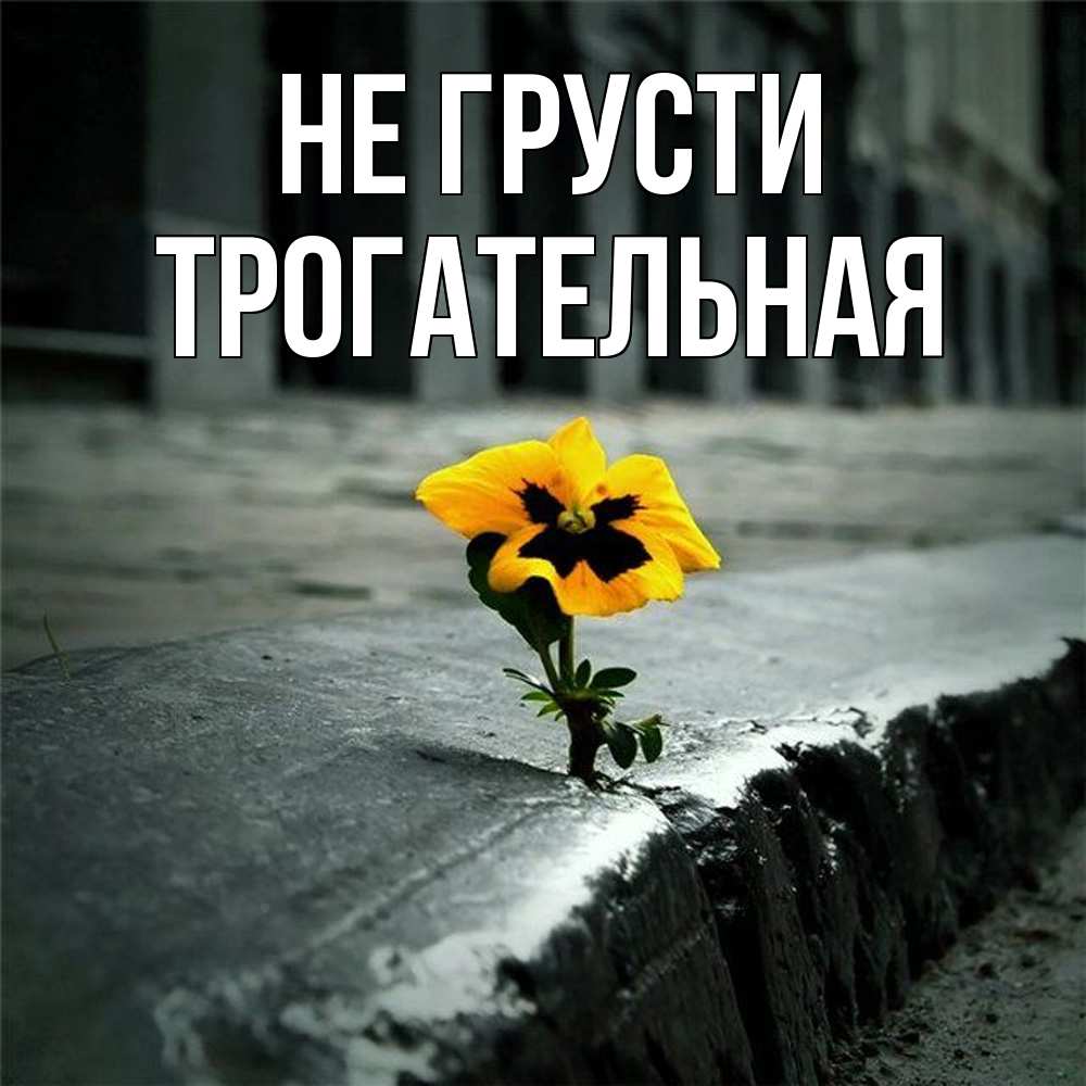 Открытка на каждый день с именем, Трогательная Не грусти не сдавайся Прикольная открытка с пожеланием онлайн скачать бесплатно 