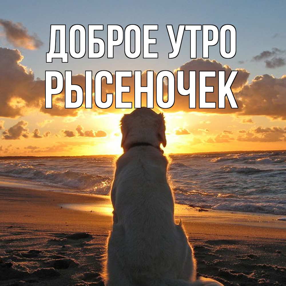 Открытка на каждый день с именем, Рысеночек Доброе утро восход солнца Прикольная открытка с пожеланием онлайн скачать бесплатно 