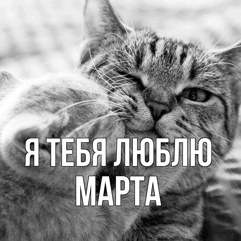 Открытка на каждый день с именем, Марта Я тебя люблю коты Прикольная открытка с пожеланием онлайн скачать бесплатно 