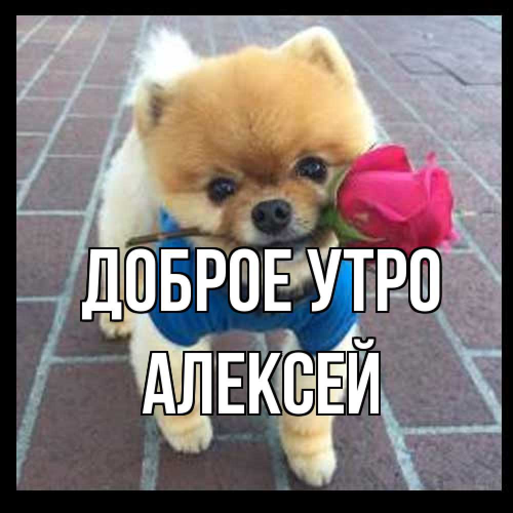 Открытка на каждый день с именем, Алексей Доброе утро роза в зубах Прикольная открытка с пожеланием онлайн скачать бесплатно 