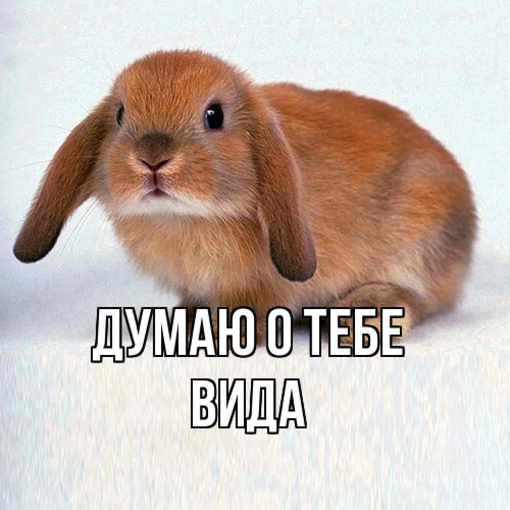 Открытка на каждый день с именем, Вида Думаю о тебе кроль коричневый Прикольная открытка с пожеланием онлайн скачать бесплатно 