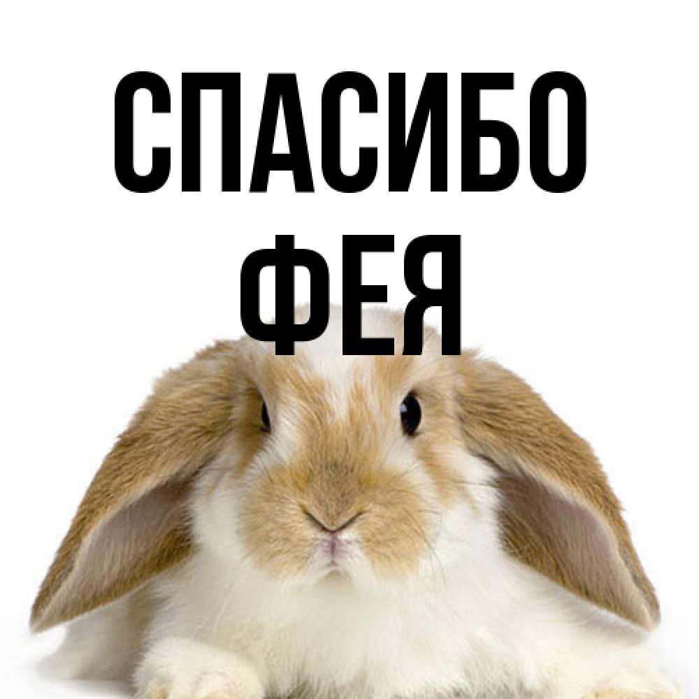 Открытка на каждый день с именем, фея Спасибо коричнево белый заяц Прикольная открытка с пожеланием онлайн скачать бесплатно 