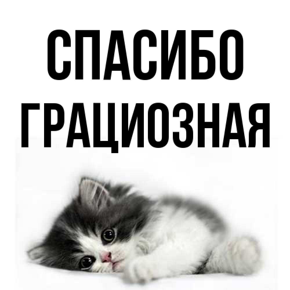 Открытка на каждый день с именем, Гpациозная Спасибо черный и белый кот Прикольная открытка с пожеланием онлайн скачать бесплатно 