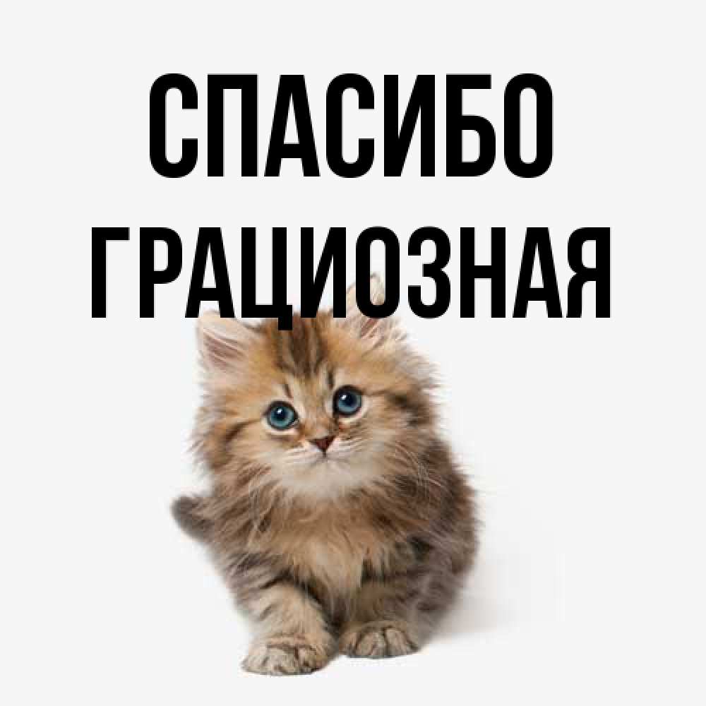 Открытка на каждый день с именем, Гpациозная Спасибо пушистый котик Прикольная открытка с пожеланием онлайн скачать бесплатно 