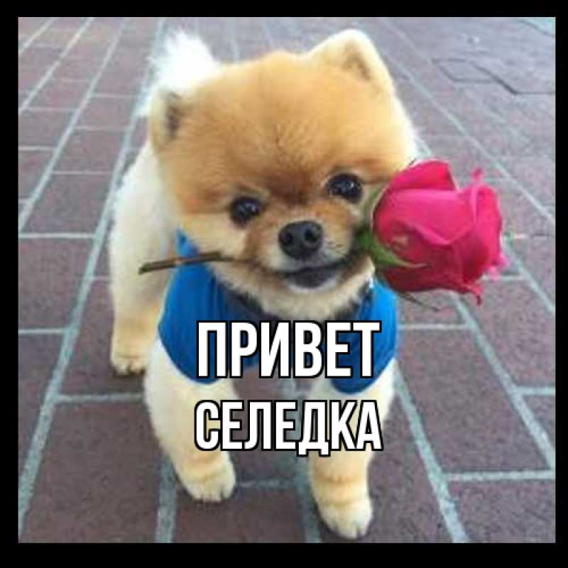 Картинка Привет, Селедка