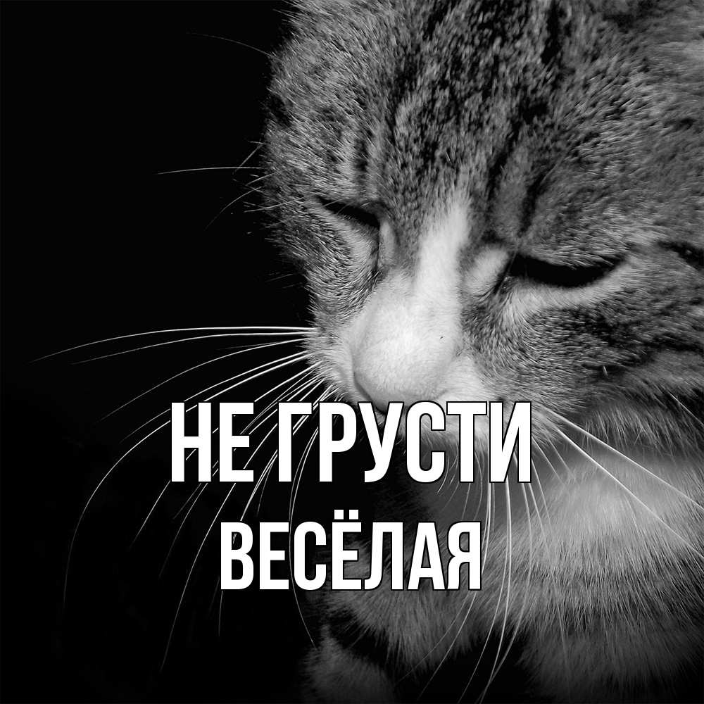 Открытка на каждый день с именем, Весёлая Не грусти грустный котик Прикольная открытка с пожеланием онлайн скачать бесплатно 