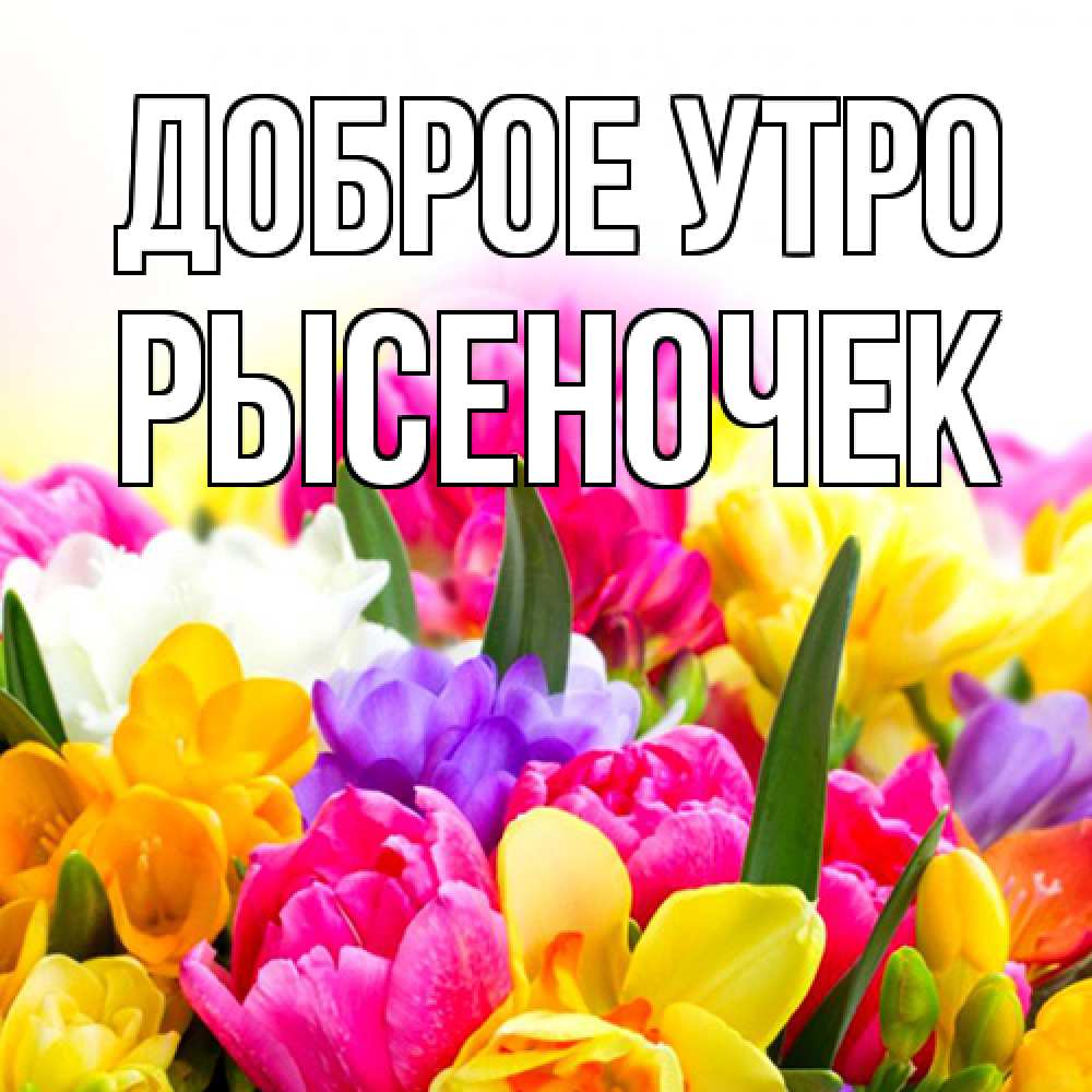 Открытка на каждый день с именем, Рысеночек Доброе утро создать открытку со свое подписью Прикольная открытка с пожеланием онлайн скачать бесплатно 