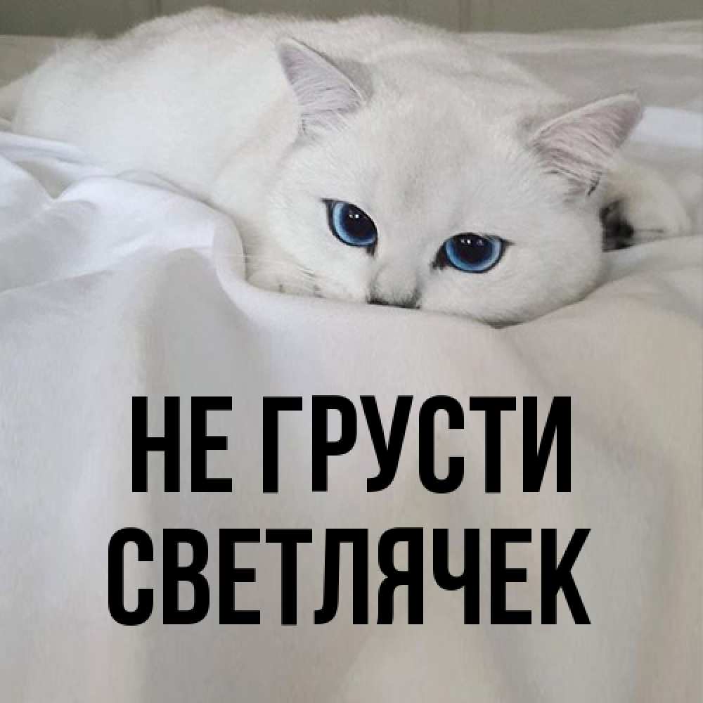 Открытка на каждый день с именем, Светлячек Не грусти Голубоглазая кошка Прикольная открытка с пожеланием онлайн скачать бесплатно 