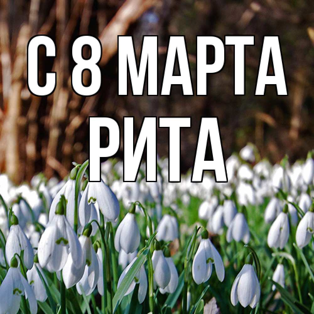 Открытка на каждый день с именем, Рита C 8 МАРТА с подснежниками 1 Прикольная открытка с пожеланием онлайн скачать бесплатно 