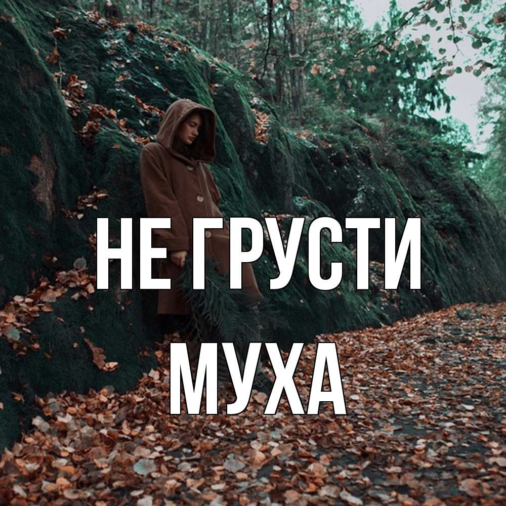 Открытка на каждый день с именем, Муха Не грусти осенний лес Прикольная открытка с пожеланием онлайн скачать бесплатно 